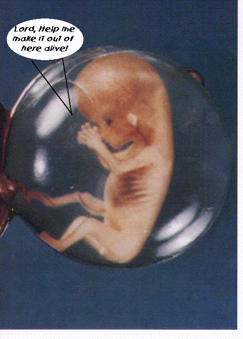 Baby in womb